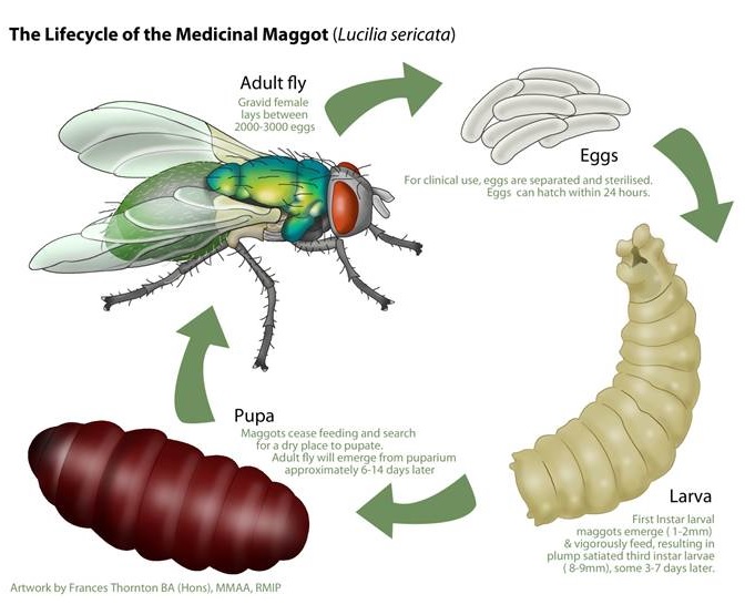 Clinical Preparation Love A Maggot 