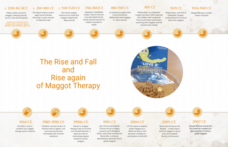 All about Maggot Therapy! – Love a Maggot!